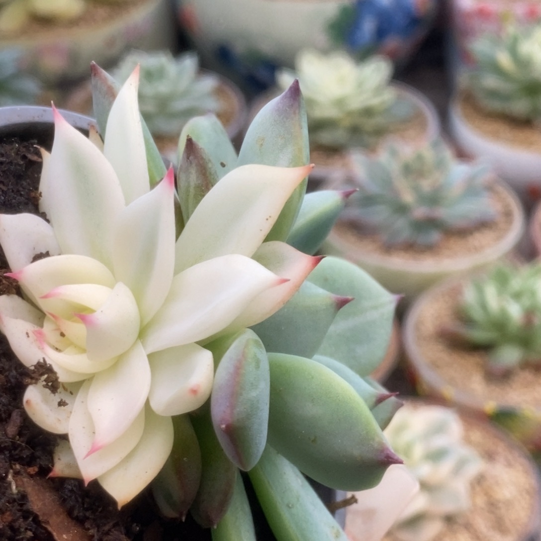 42锦锦锦锦锦锦锦锦锦