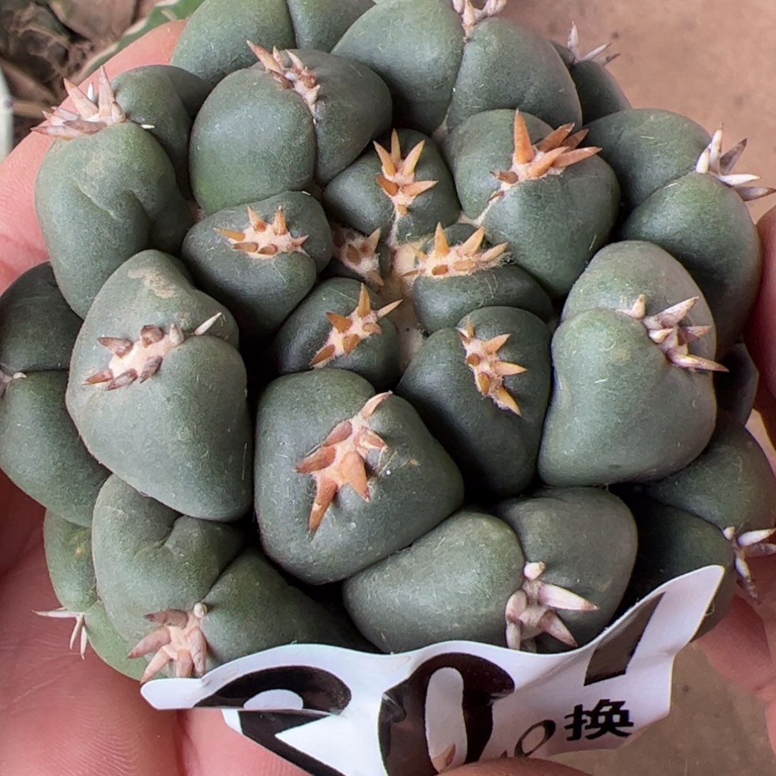 落地双排短豪刺象牙201