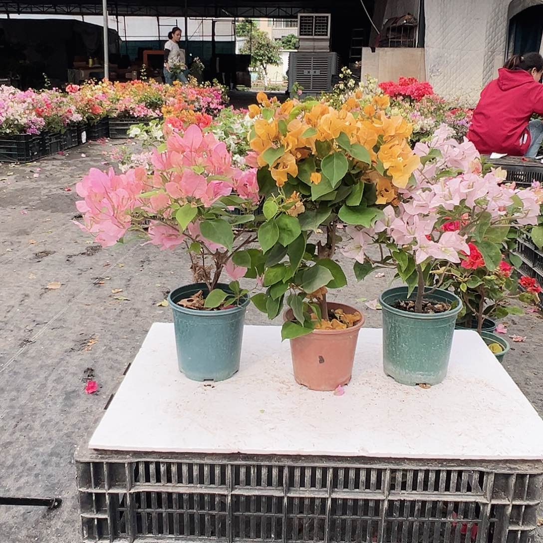 大部分花苞少量开放橙粉公主，加州黄，苹果花组合