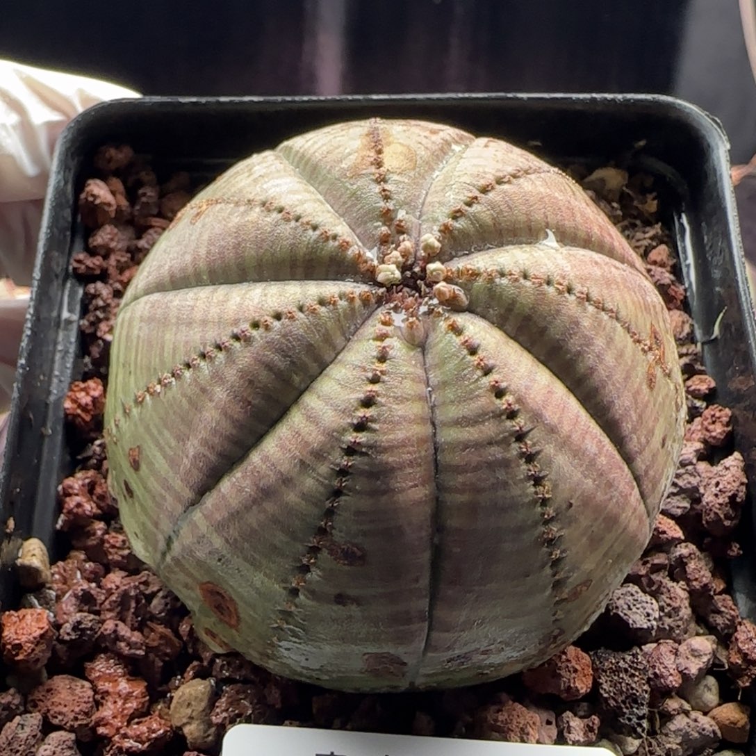 86号欧系布纹球，实生，尺寸（6.4）厘米带盆