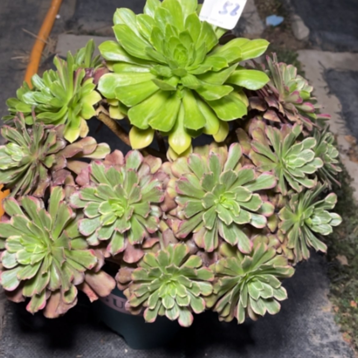 【闪购商品】52花脸粉黛多肉法师