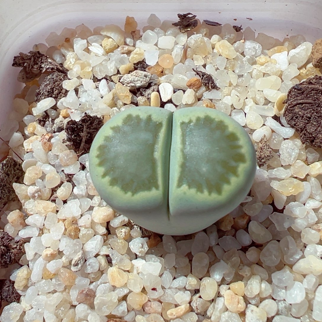 1112-398多肉多日绿菊