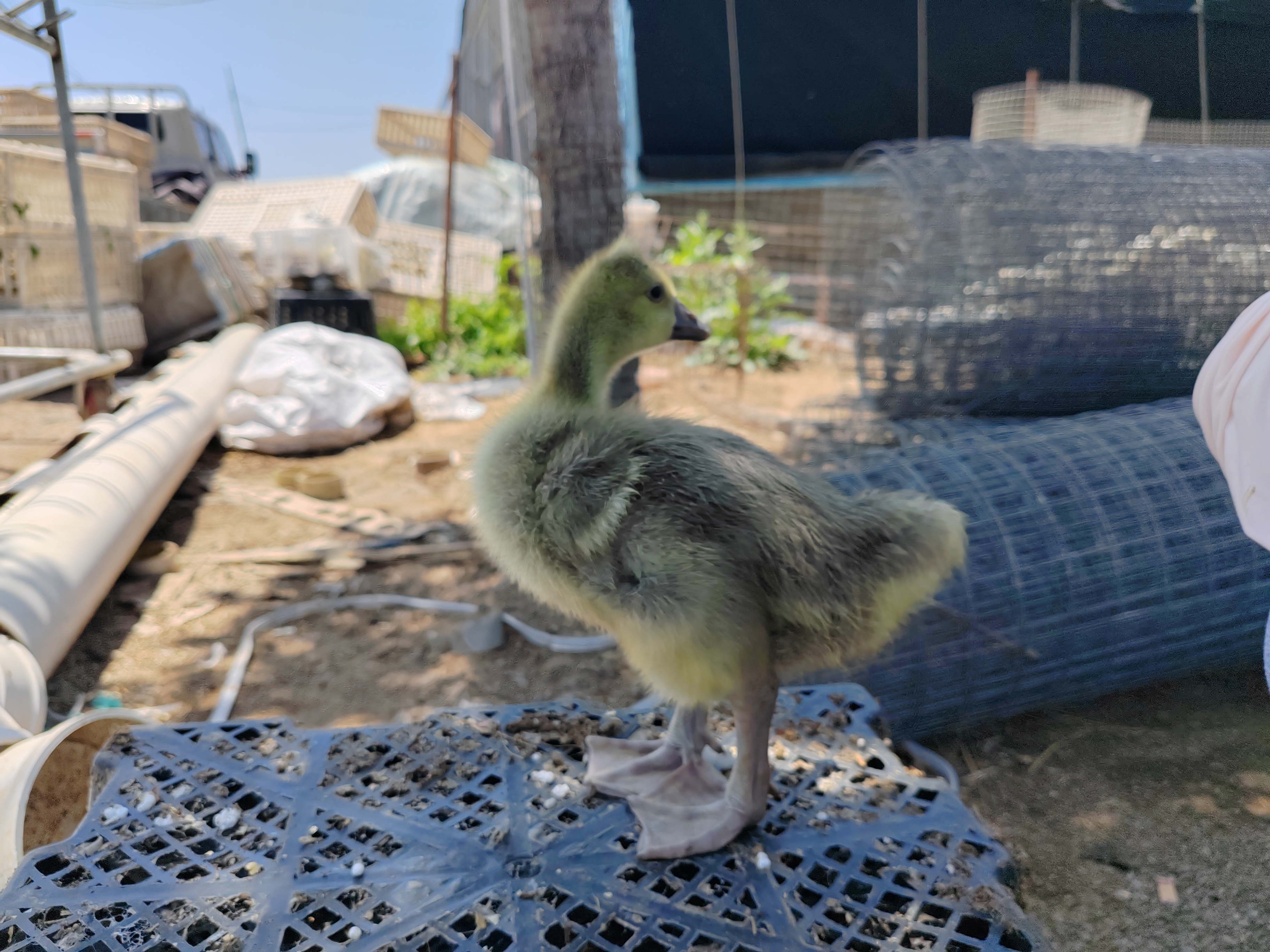 质保两天散养朗德鹅两斤多鲜嫩发货顺丰包邮