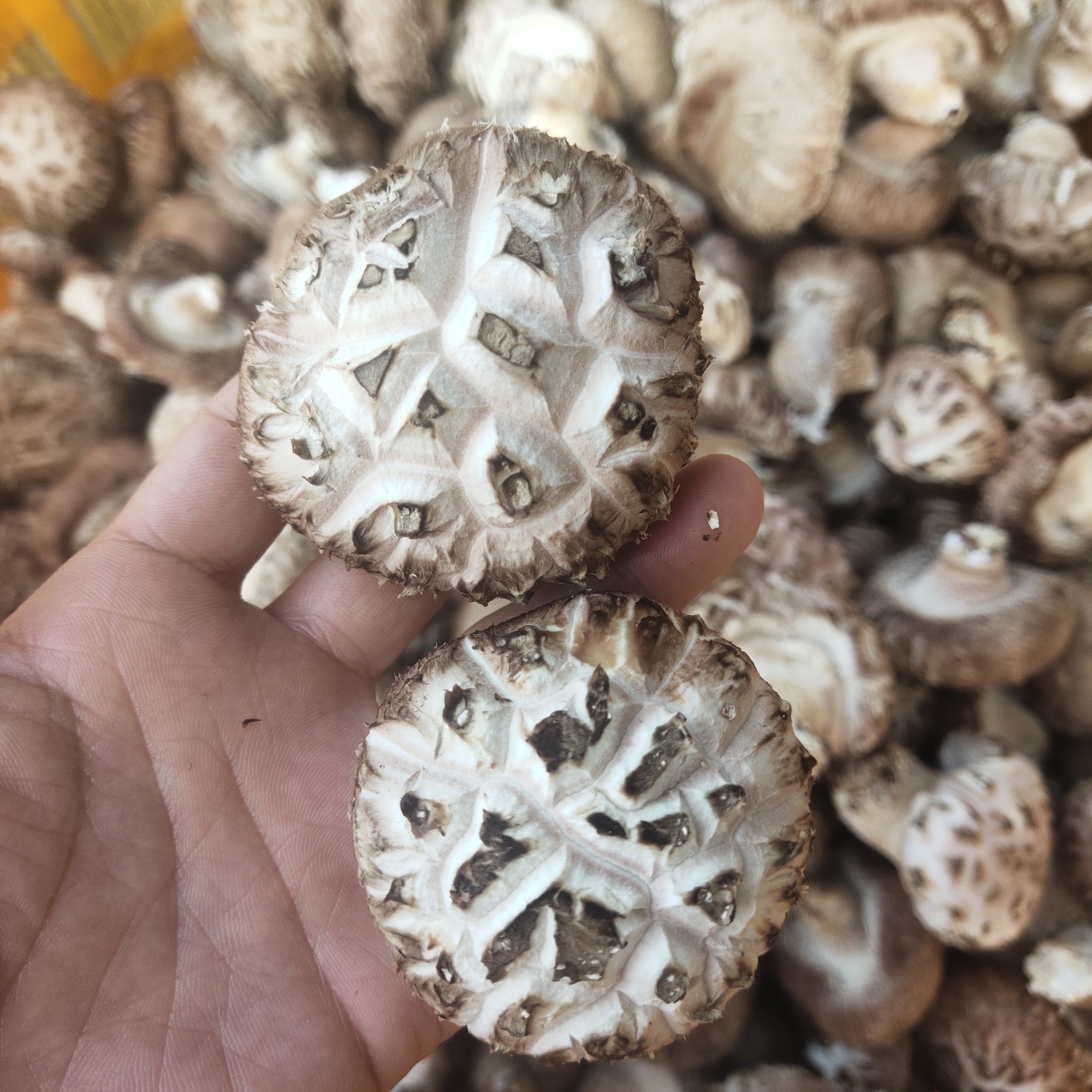 钟祥25年头茬干香菇冬花菇栗树菇味道好肉质厚炖汤烧菜包包子