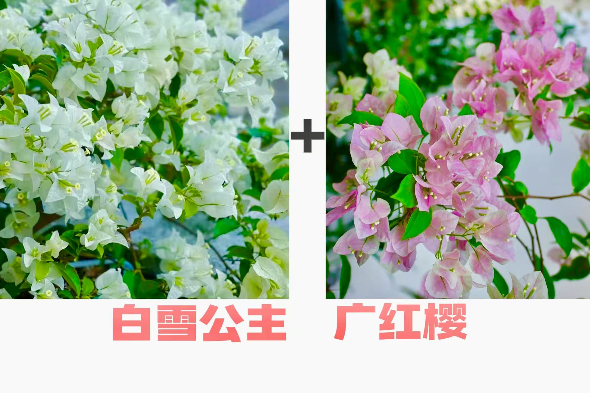 （白雪公主+广红樱）三角梅绿植盆栽花卉花卉盆栽四季开花勤花品种