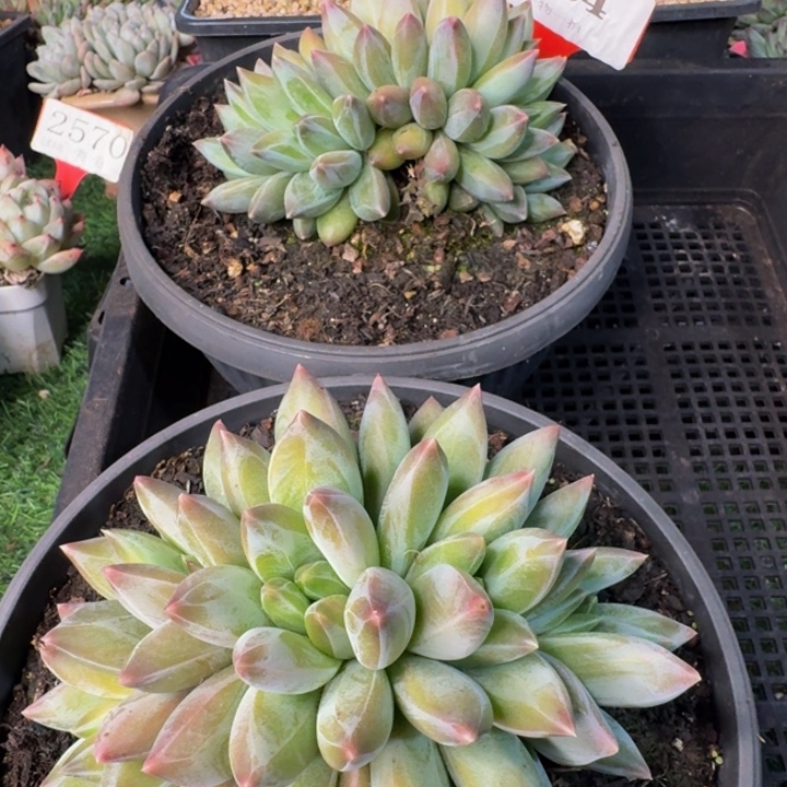 骑***铁184多肉植物一物一拍