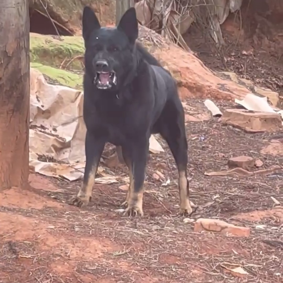 本犬舍出售马里努阿犬跟中国昆明犬幼犬。