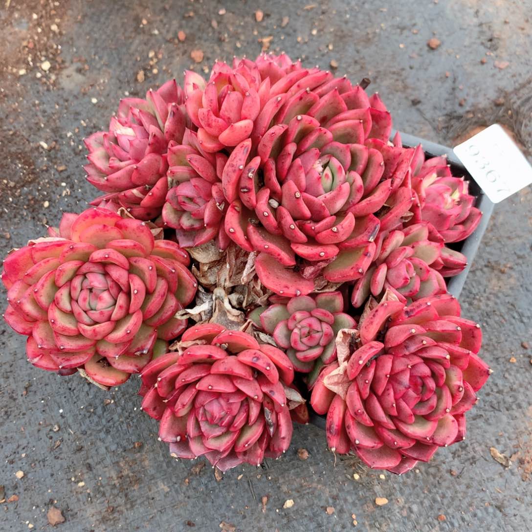 9367新年快乐发发发