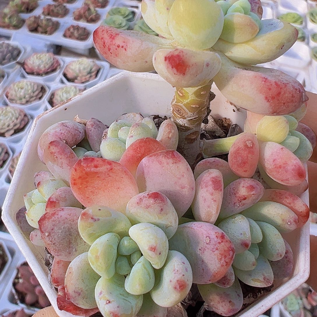 樱花罗琦19包邮多肉