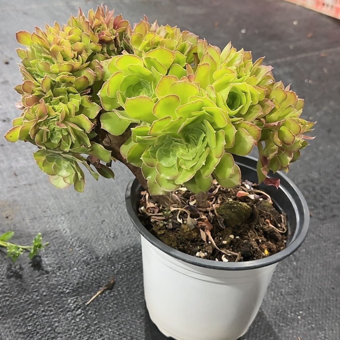 【闪购商品】法师多肉