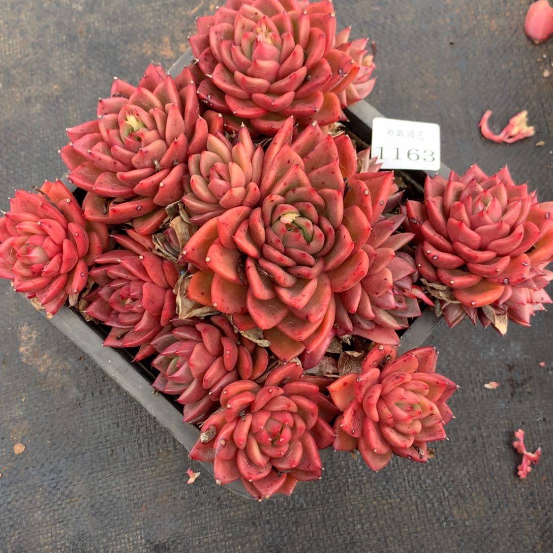 1163杂交精品基地22厘米