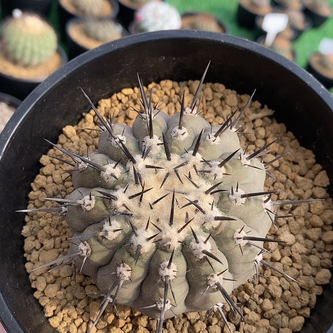 仙人球自根短粗刺黑王