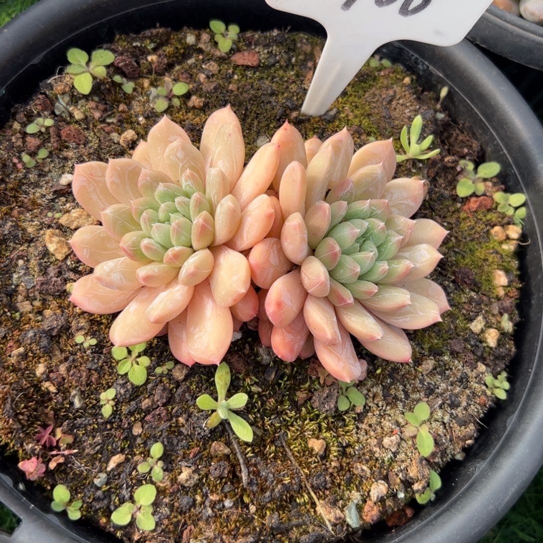 双头百搭多肉植物