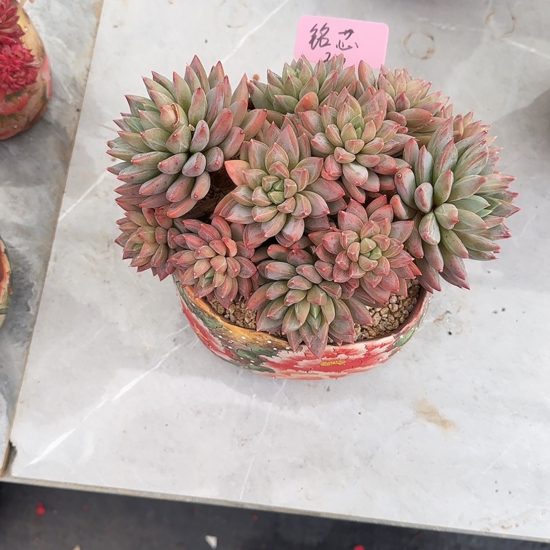 小小弟精品多肉红蛋