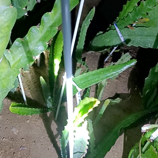 斜***阳完全开放令箭何花东北小粉