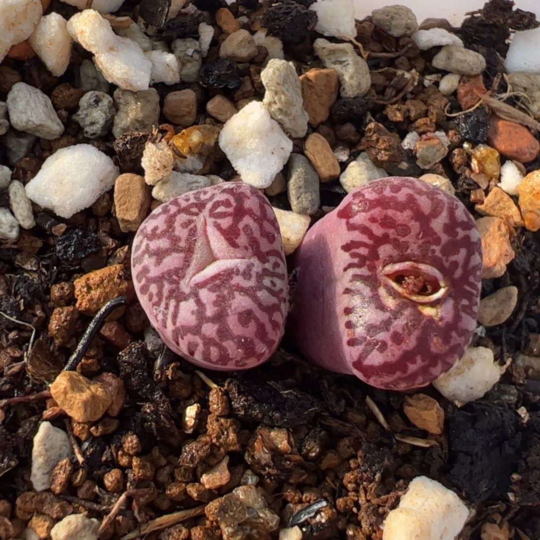 033多肉植物百科