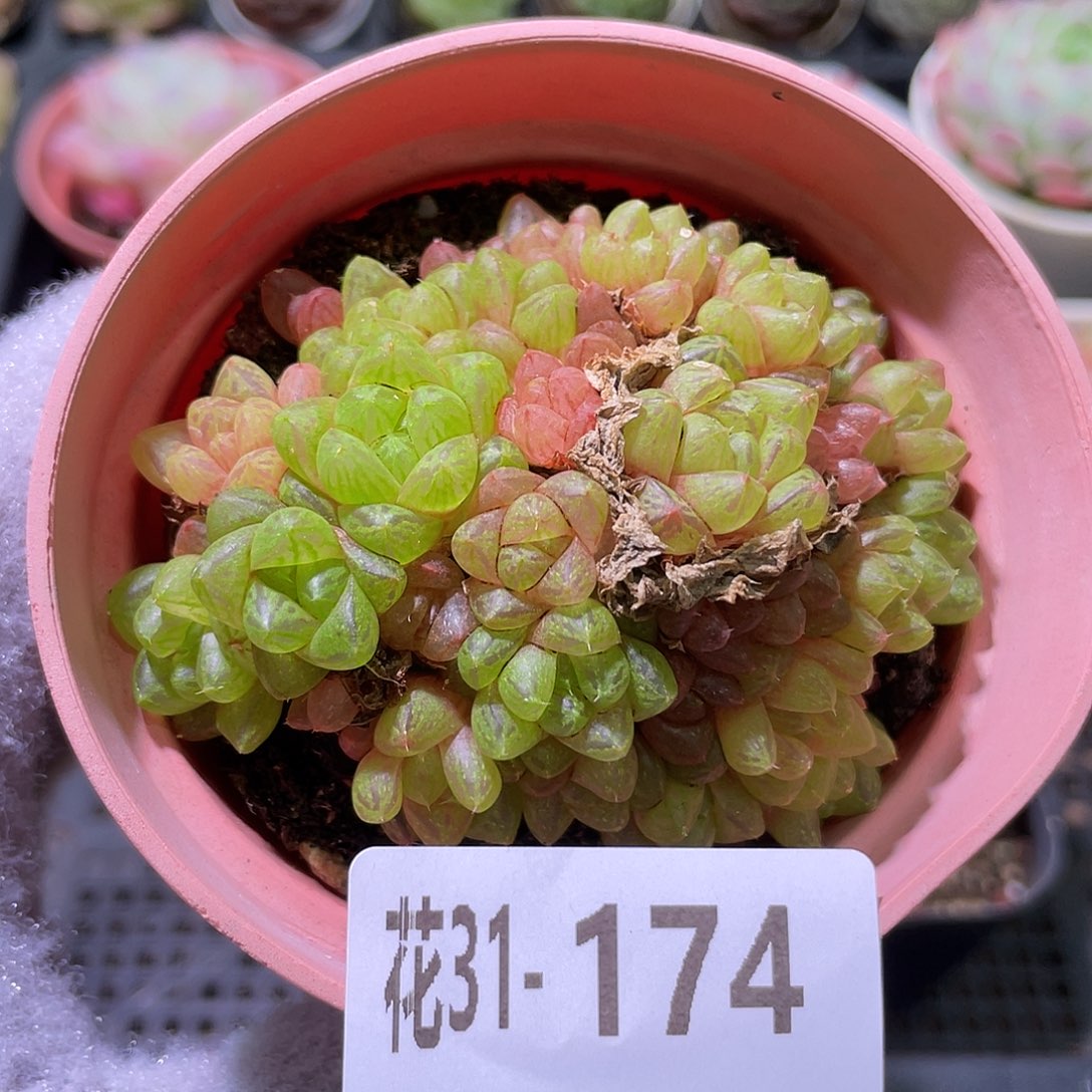 花利美31-174草玉露