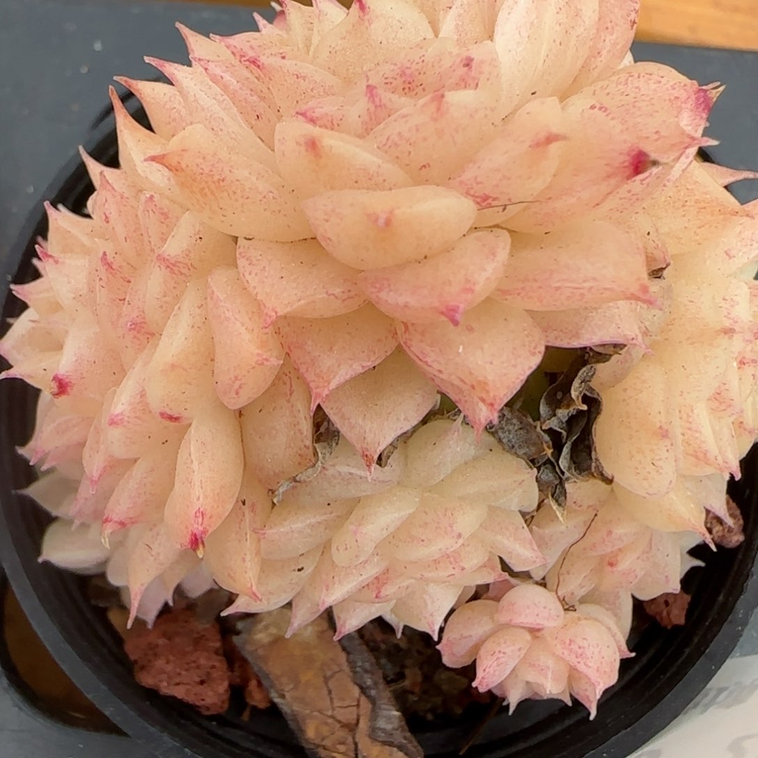 花语逸镜0206-346