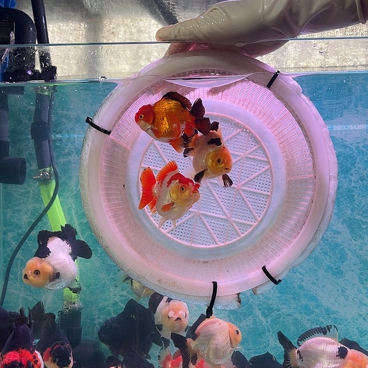 金鱼玛丽金鱼链接