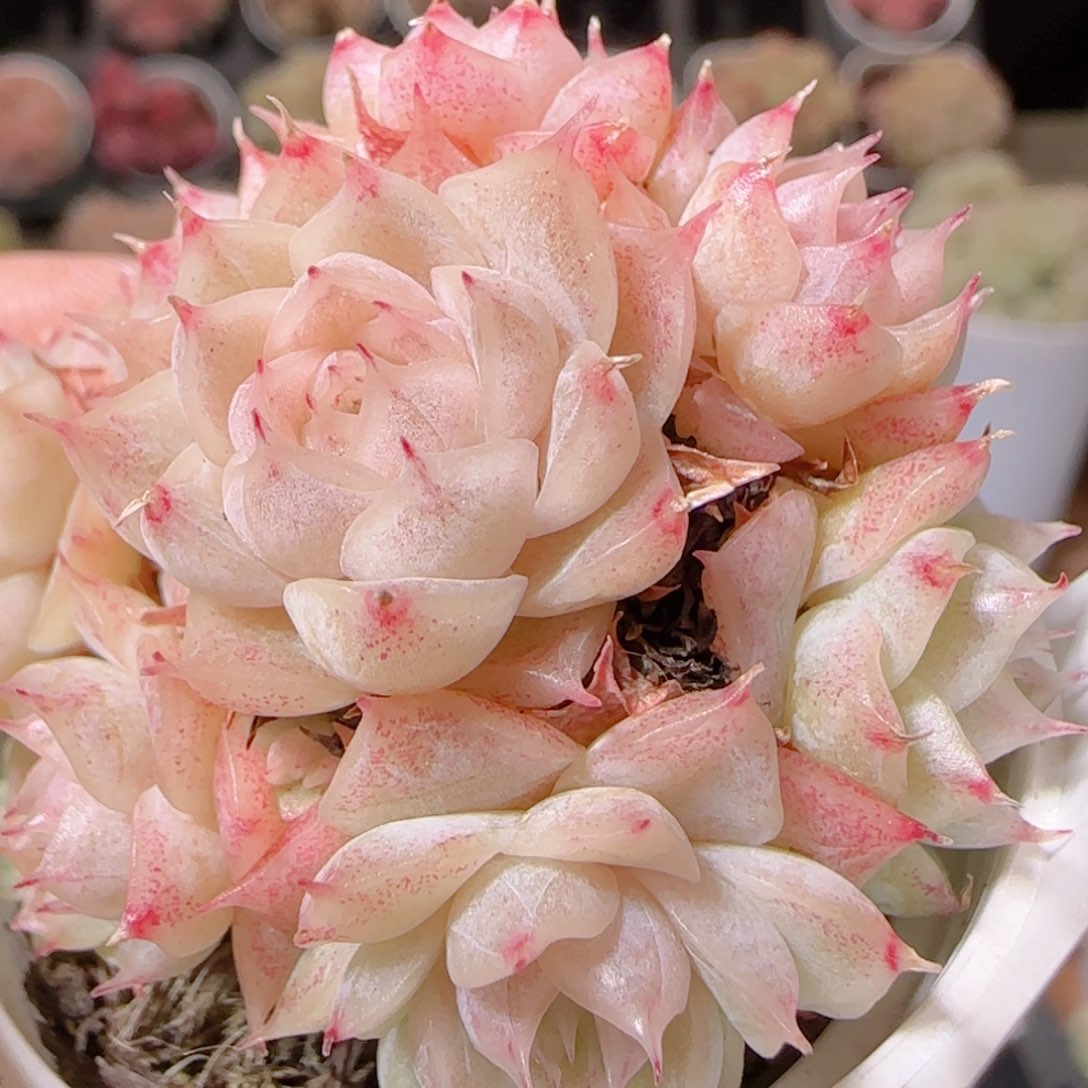 花语多肉1208-249散