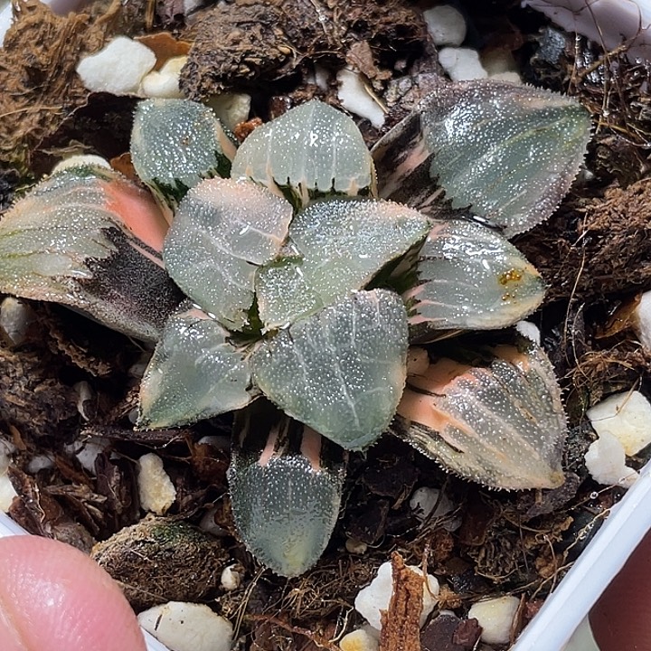 778冰面克锦特选福利