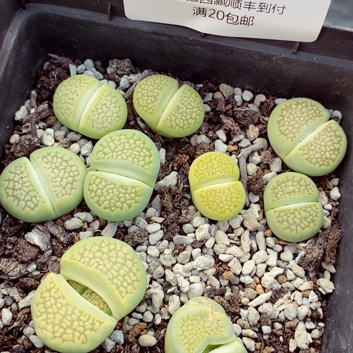 我的小姐姐们都是776