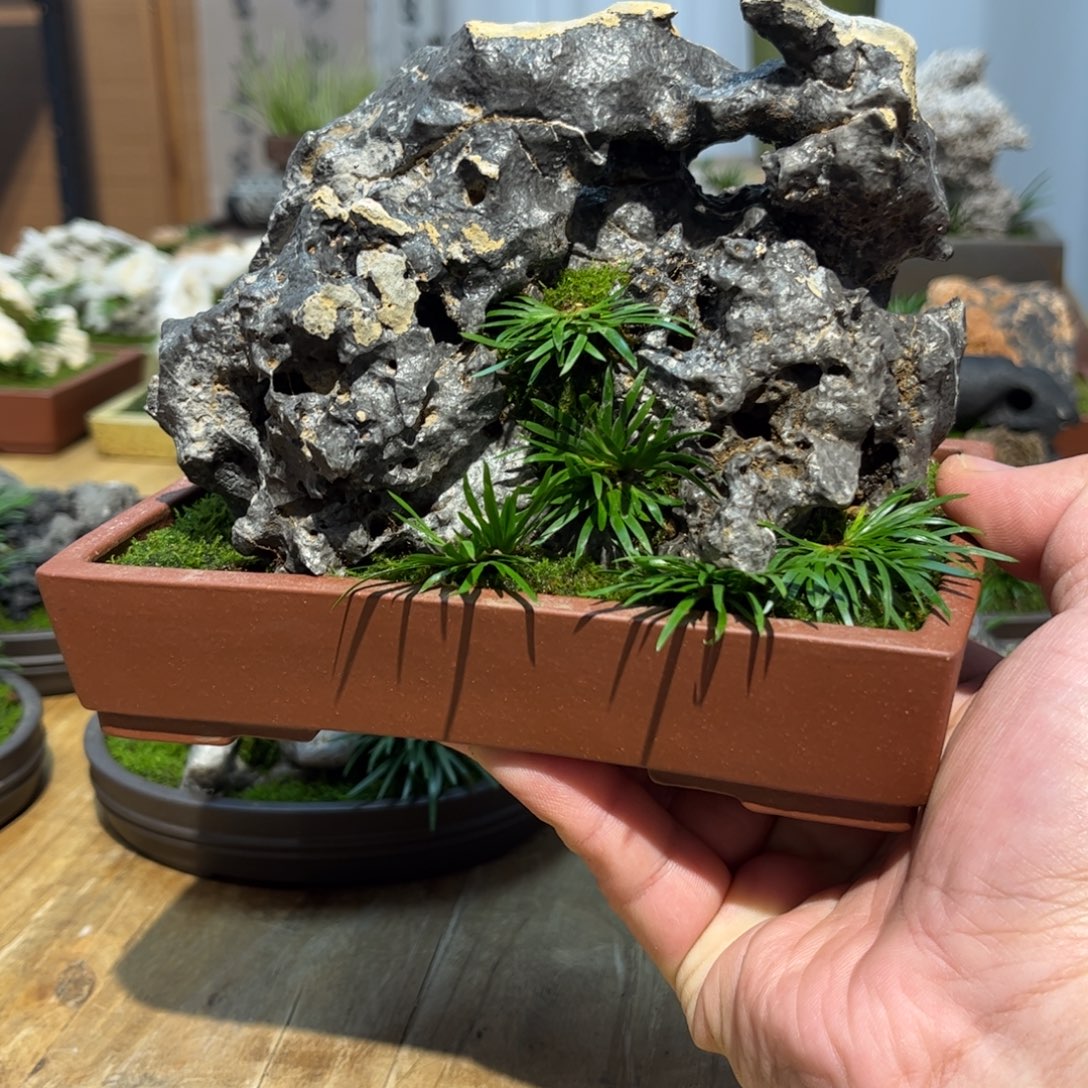 无***情紫砂花盆➕附石菖蒲