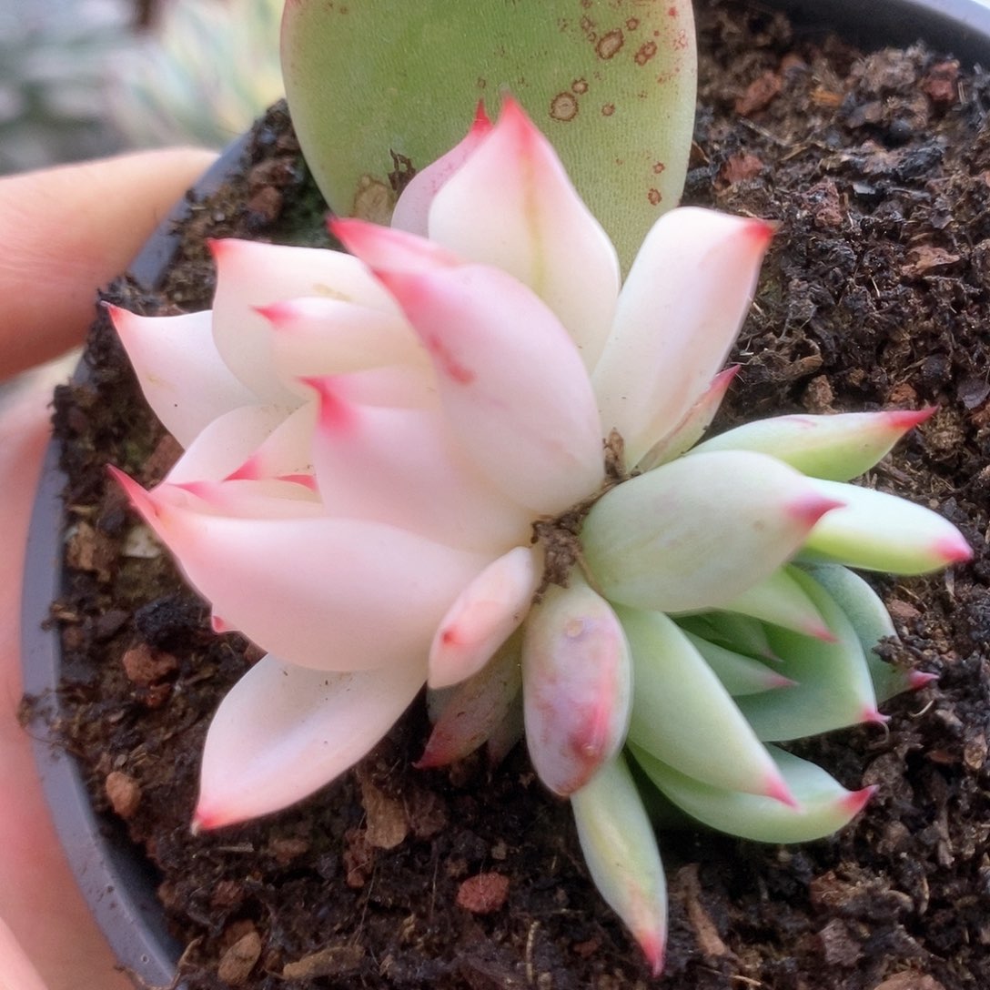 161阴阳锦锦锦锦锦锦锦