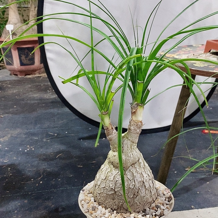 舍****无花朵老球双头酒瓶兰