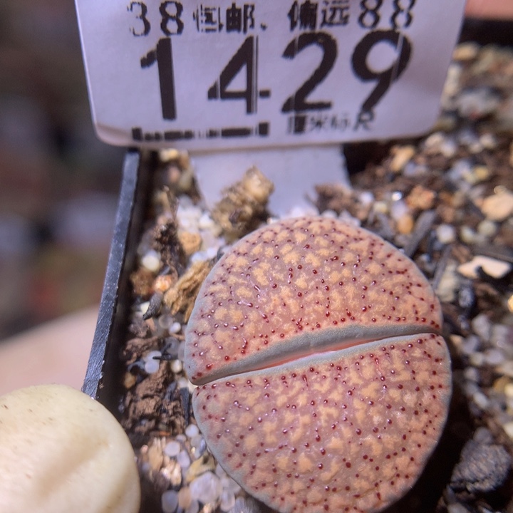 Sss精品生石花1429