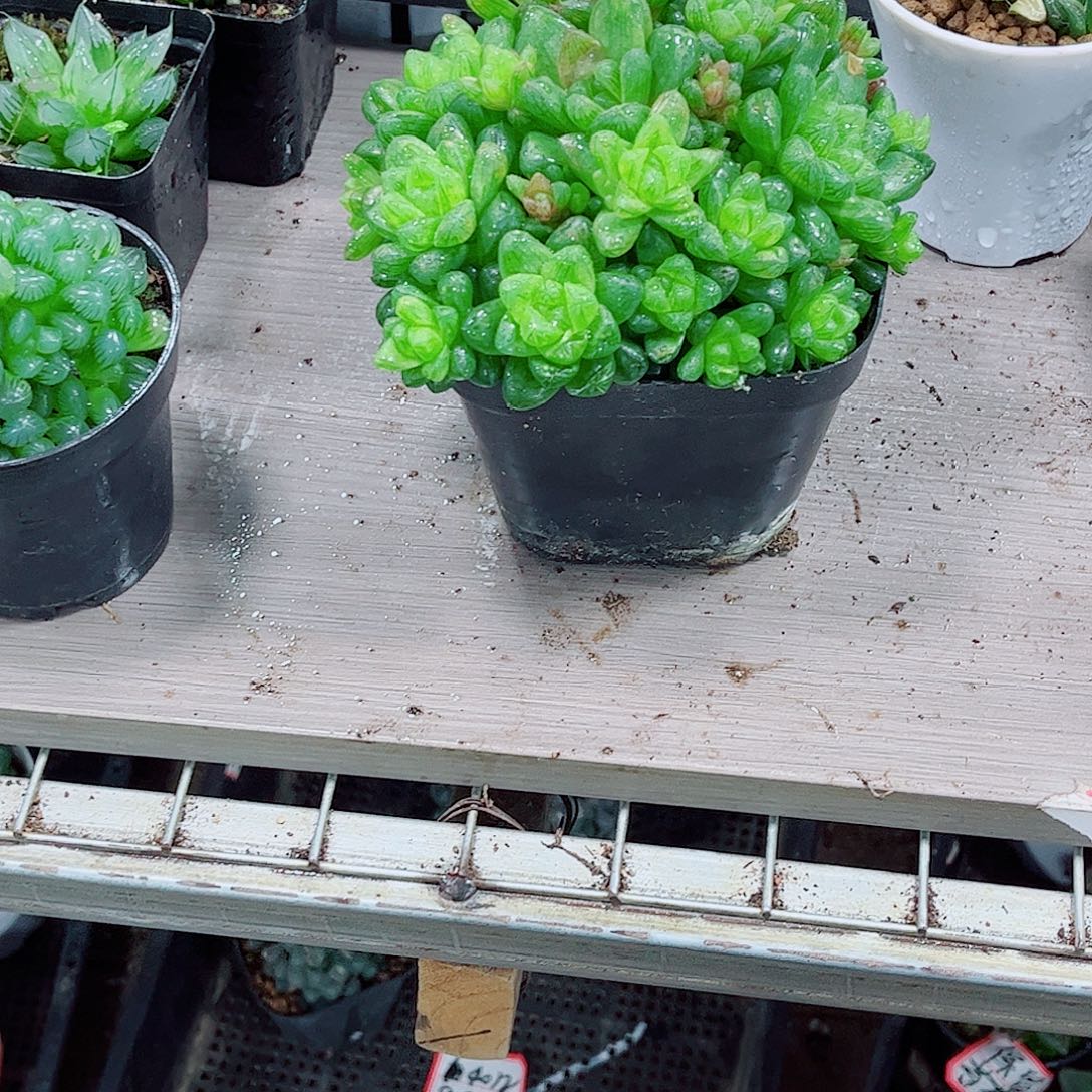 草玉露玉露一勿一拍