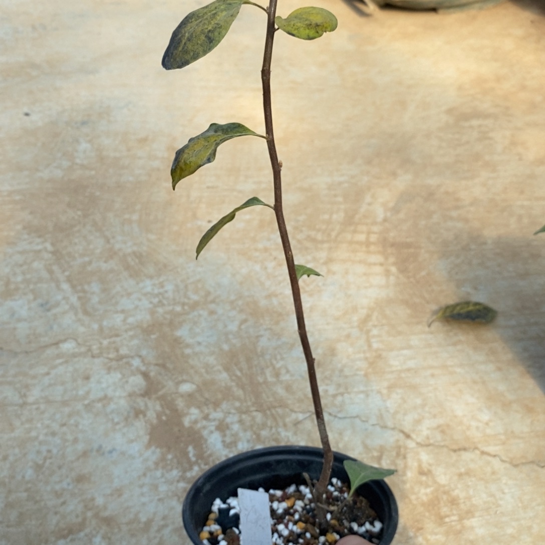 完全开放虞姬111111