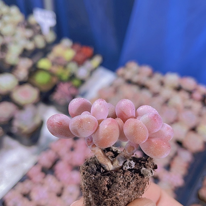 双头桃蛋【满10颗包邮】