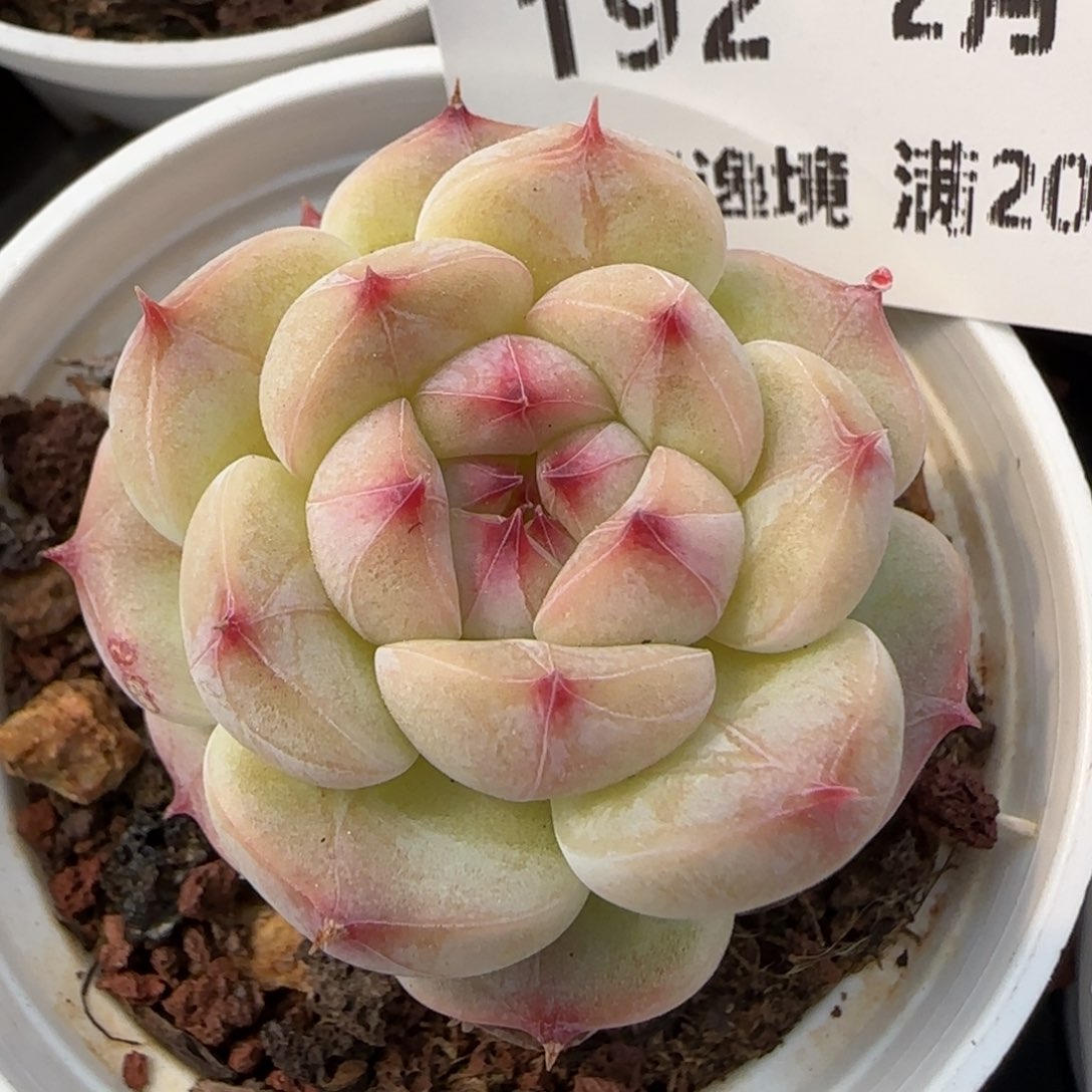 花语逸境0218-192