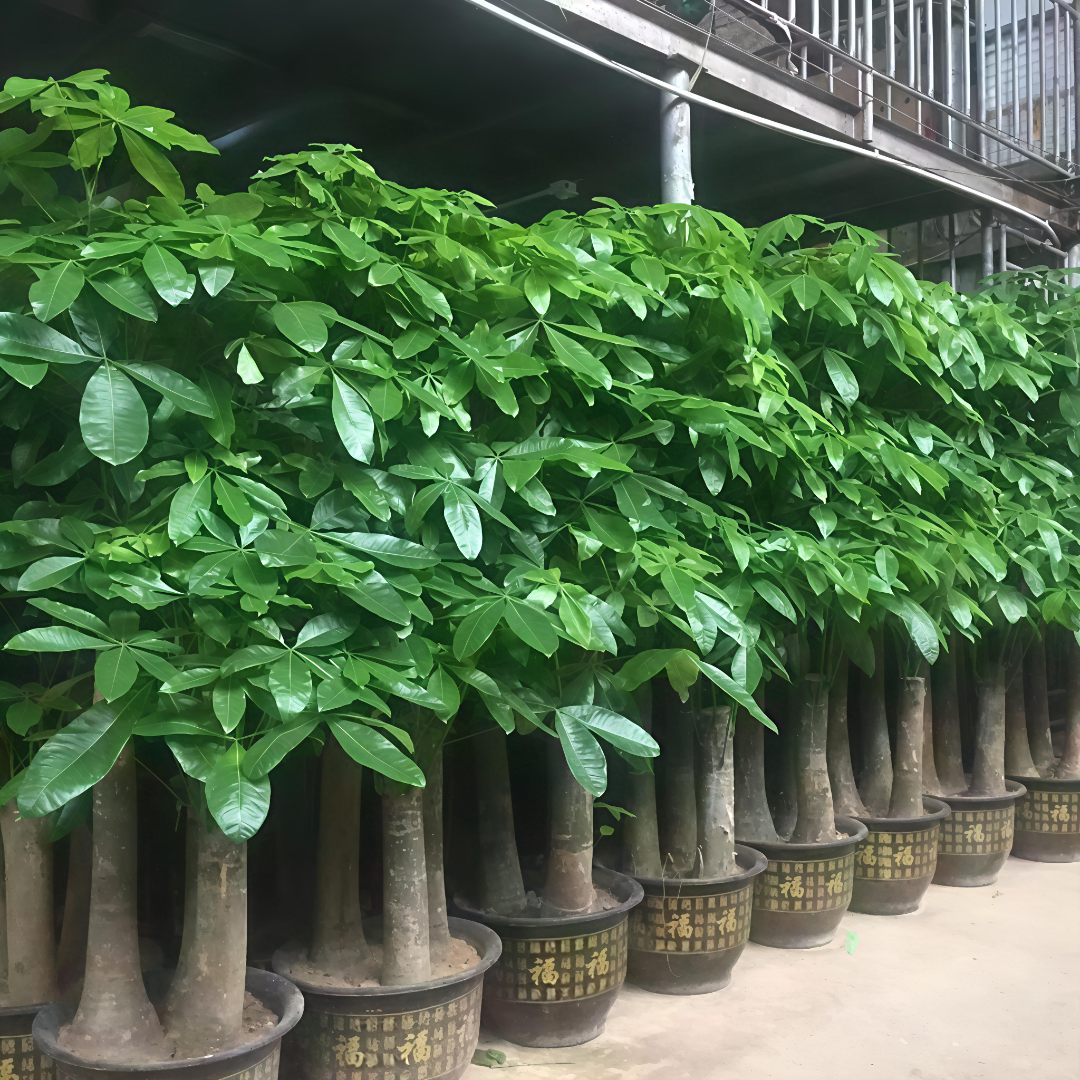 发财树步步高发财树大棵盆栽发财树三杆大盆栽客厅大型绿植发财树