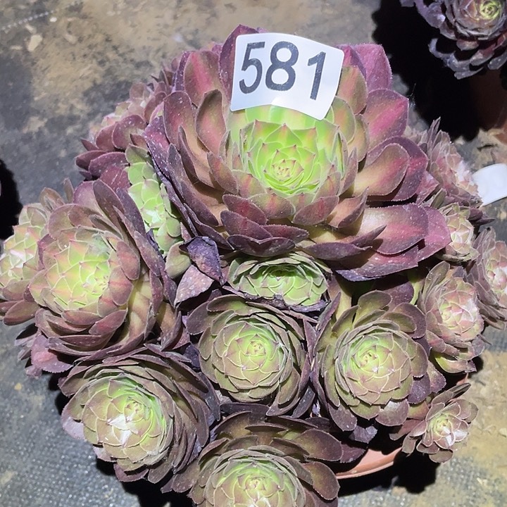 多肉植物法师581抹茶