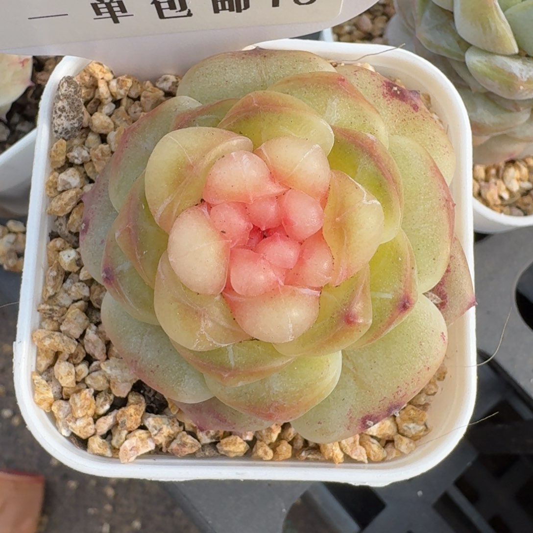 0225-010-甜茶单头