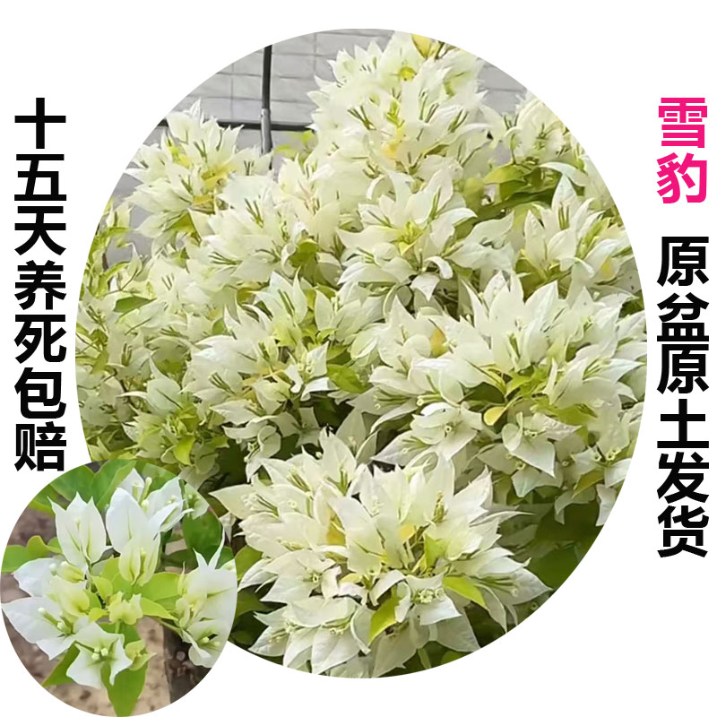 雪豹(三角梅)原生大苗四季开花老桩爬藤植物