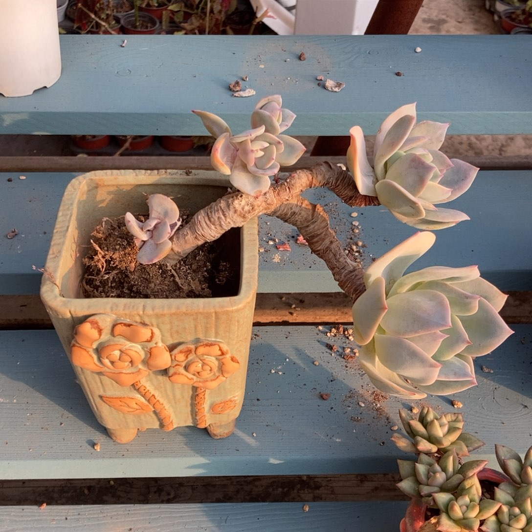 欢***多白凤带盆带盆带盆发货