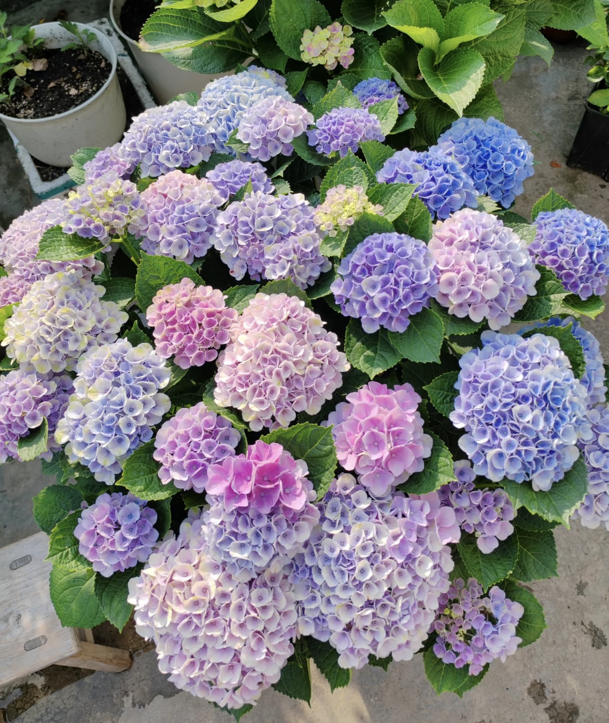 宇辰【革命绣球花】矮株型1加仑盆栽室内外花卉 带苞发货