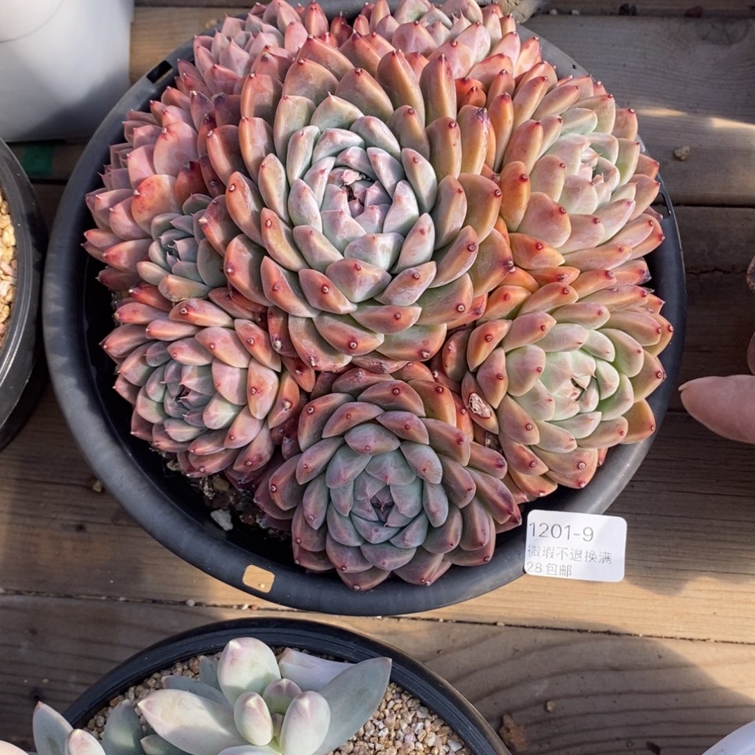 苹****9号多肉大群漂亮一个