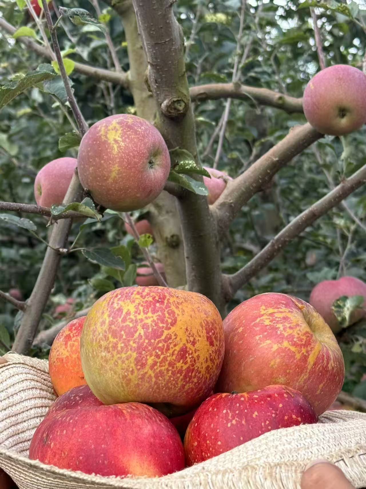 G云南昭通高原冰糖心丑苹果脆甜多汁整箱包邮