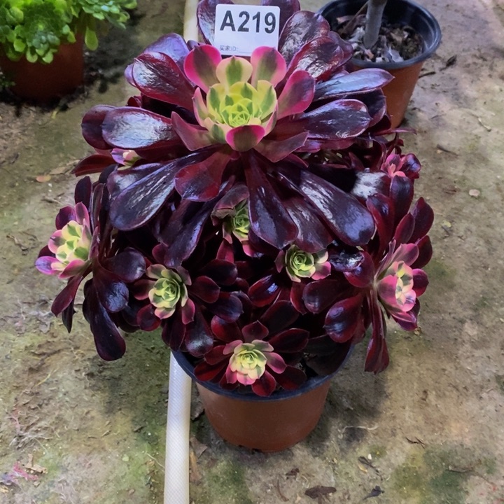 清****1美杜莎多肉植物219