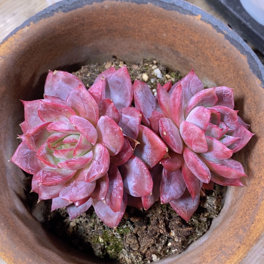 一物一拍多肉植物满38米包邮，可问主播品种