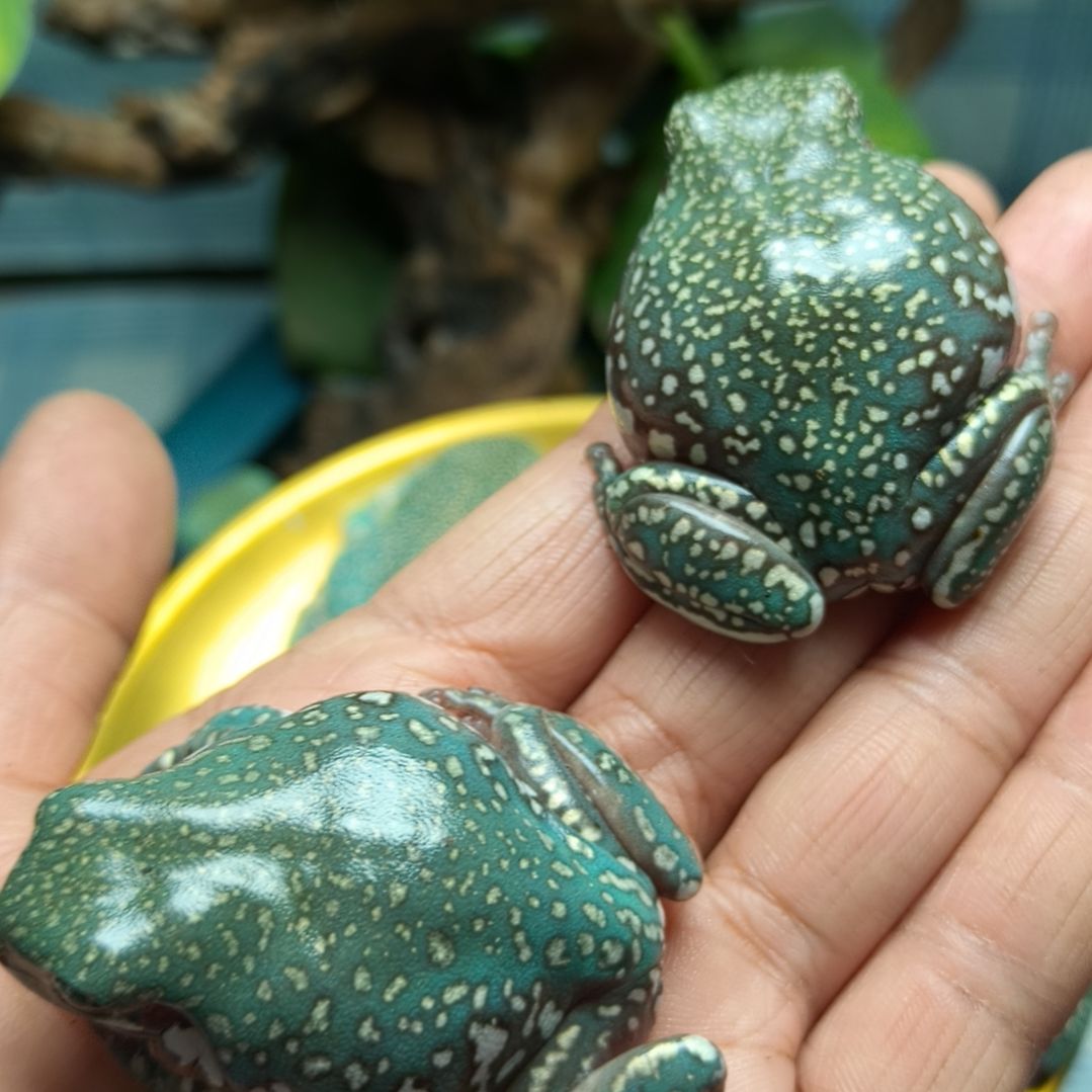 老爷树蛙壳虫暴雪树蛙