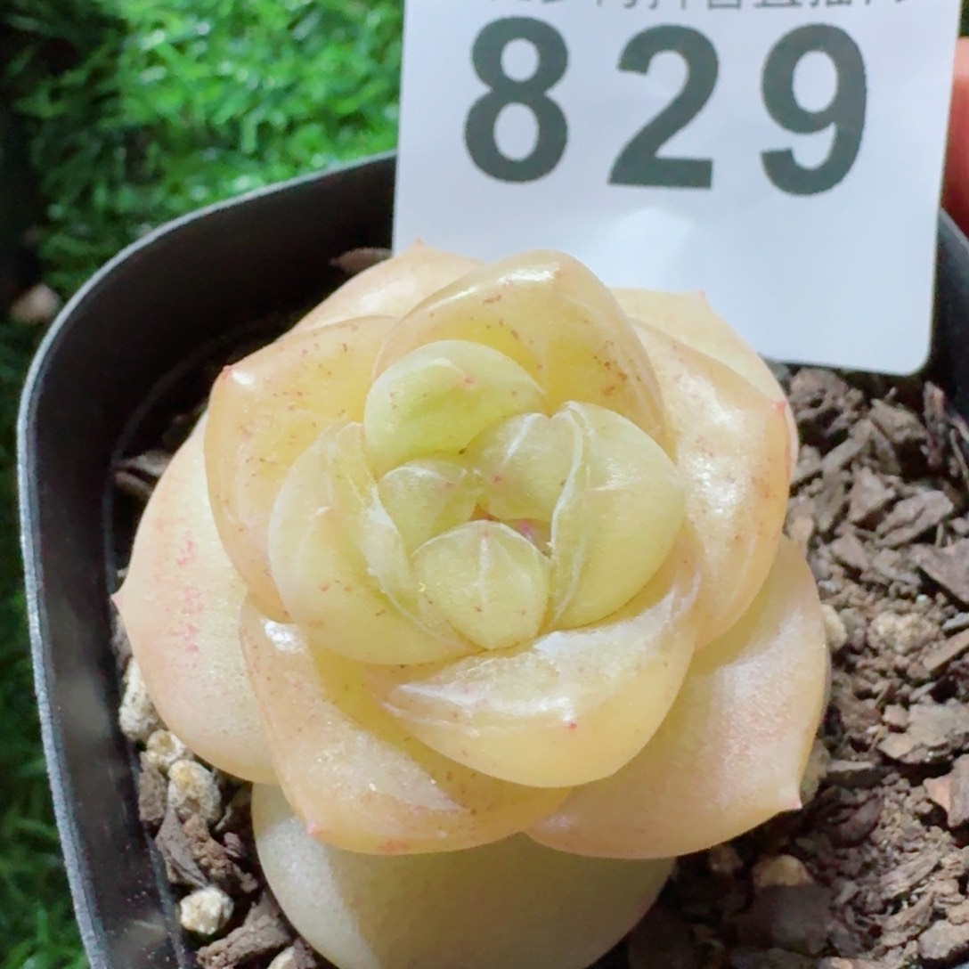 金樽         精品多肉