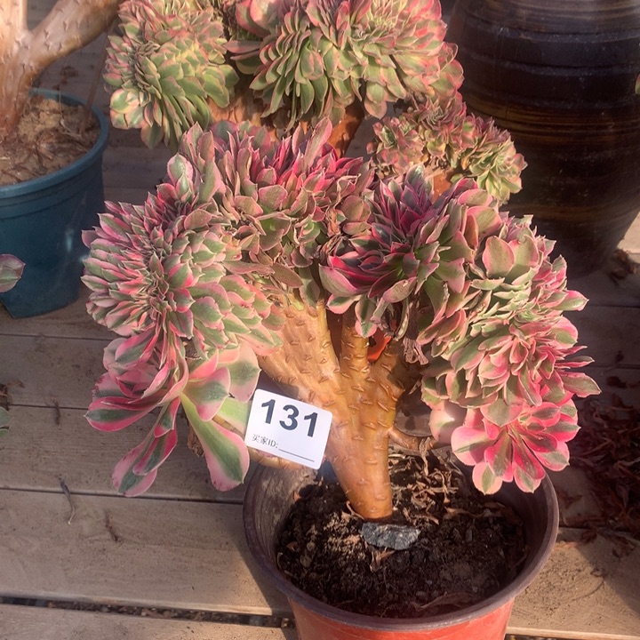 131粉女巫缀多肉法师