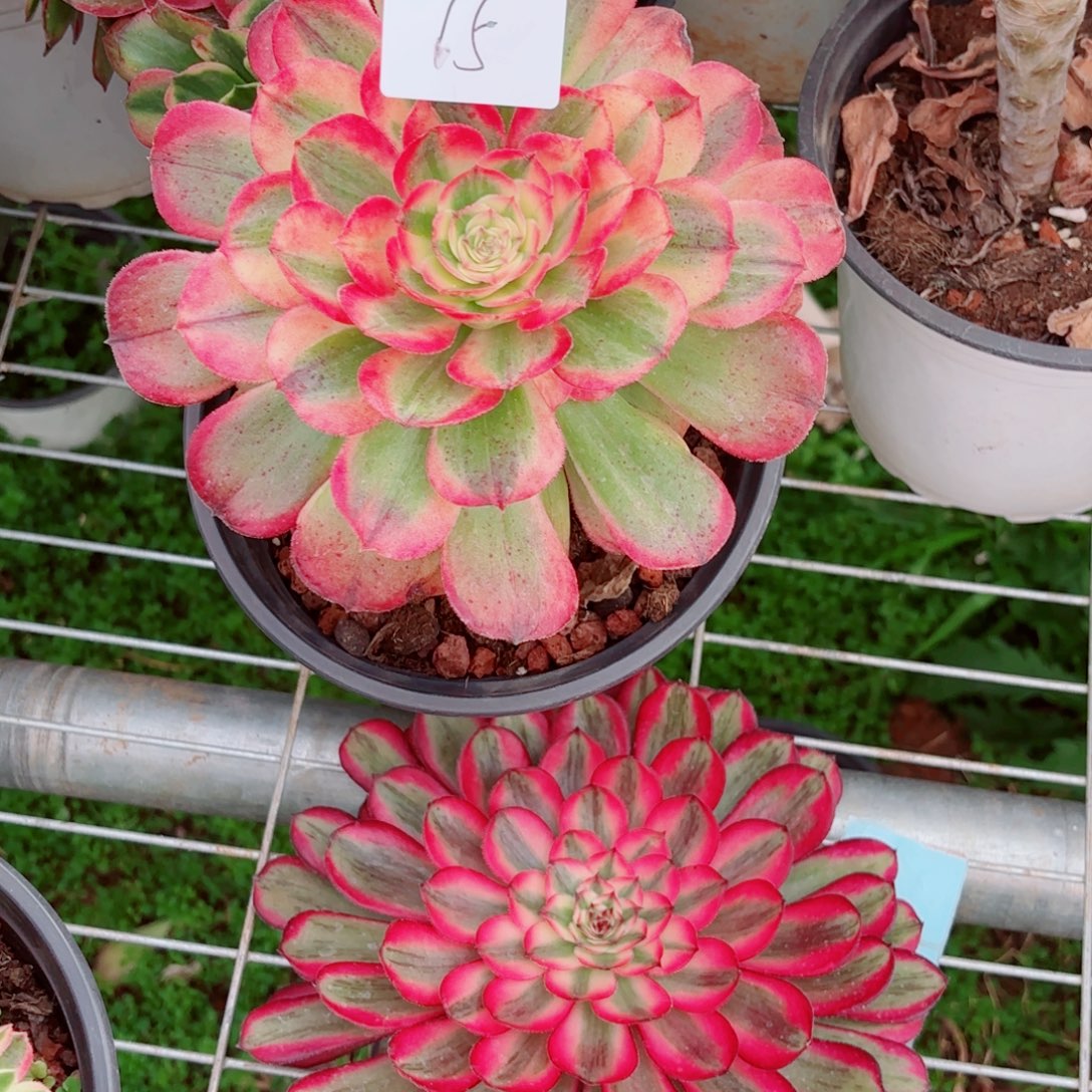 一物一拍多肉法师15