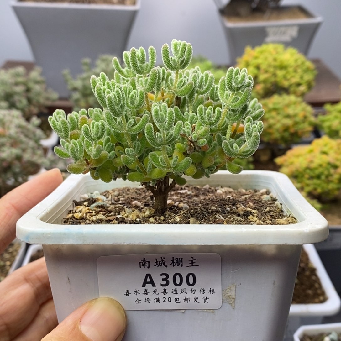 300优选冰晶枝干番杏