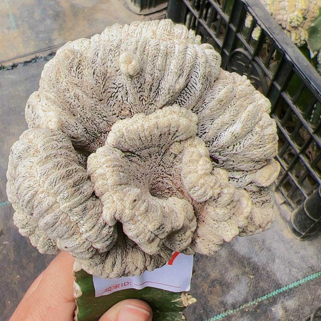 恩种缀化仙人球847